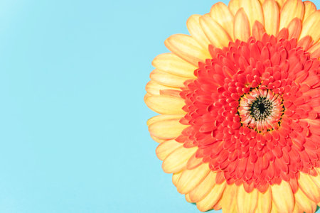 Closeup of yellow and red gerbera flower on light blue background with copy space