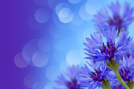 flower meadow of cornflowers with the background
の写真素材