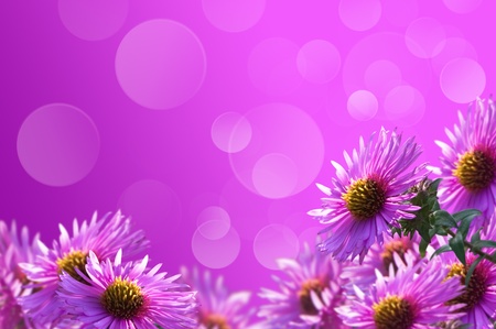 background of purple wild flowers to the bokehの写真素材