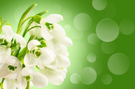 Snowdrops on a green background with bokehの写真素材