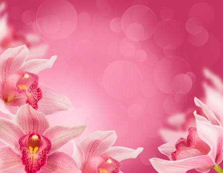 floral background with tropical orchids for the designの写真素材