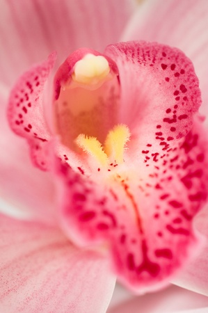 Closeup of tropical orchids with shallow depth of fieldの写真素材