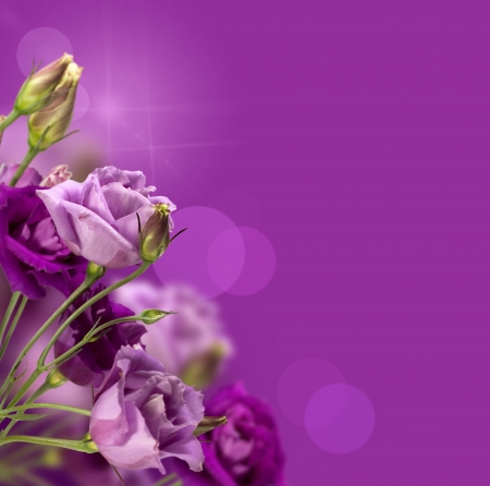 magic purple flowers with a copy  spaceの写真素材