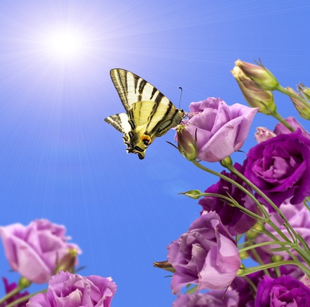 purple flowers with a butterfly against the blue sky with the sun
