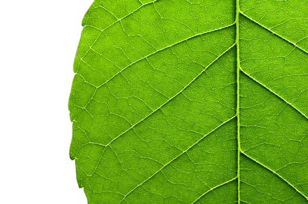 green leaf texture closeup on white background
