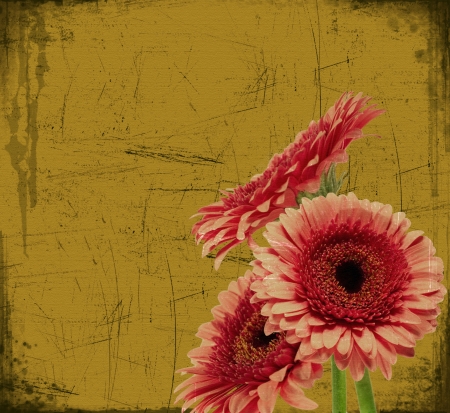 background in retro style with gerberasの写真素材
