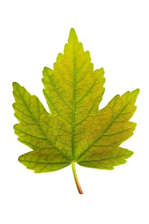 single maple leaf on white backgroundの写真素材