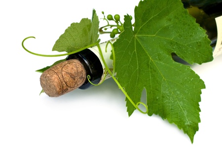 wine bottle and a vine on a white backgroundの写真素材