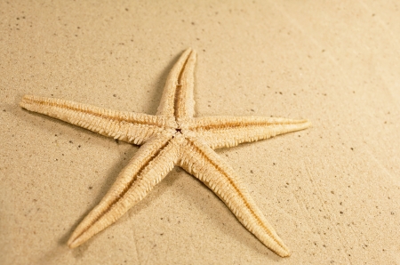 starfish close up against the sand

の写真素材