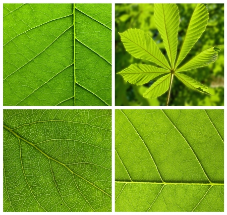 collection of textures of green leavesの写真素材