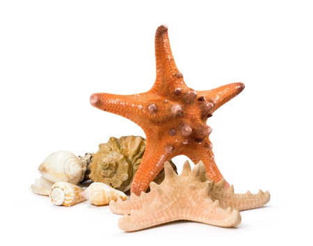 starfish and shells on white backgroundの写真素材