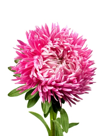 single pink aster isolated on white backgroundの写真素材