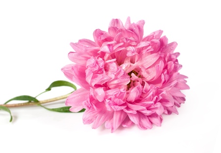 Single pink aster on a white backgroundの写真素材
