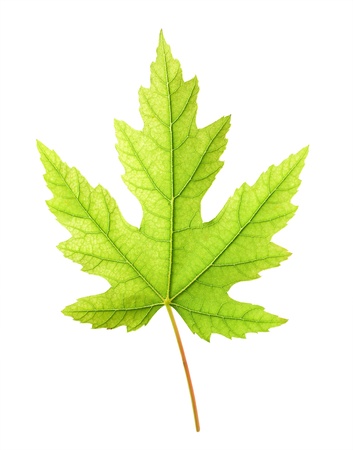 green maple leaf on white backgroundの写真素材