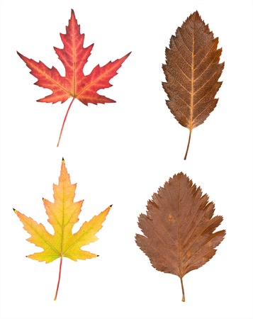 set of autumn leaves on a white background
の写真素材