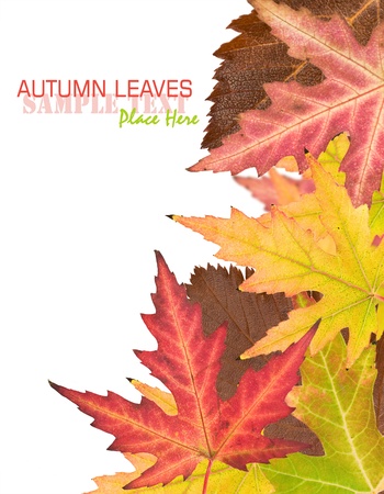 autumn leaves on a white backgroundの写真素材