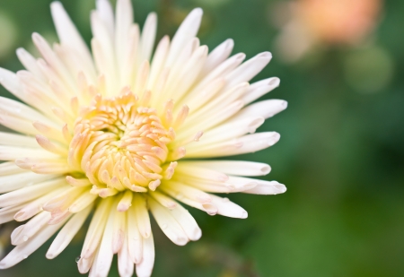 floral background with a close up of asterの写真素材