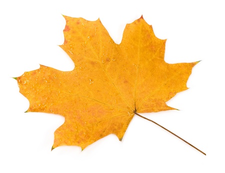 yellow maple leaf with water dropsの写真素材
