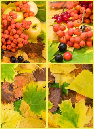 set with autumn leaves and fruitsの写真素材