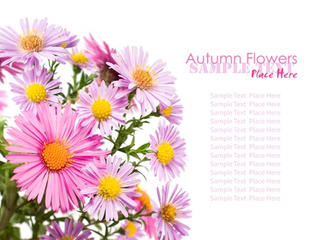 bouquet of asters on a white backgroundの写真素材