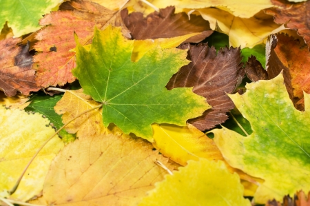 horizontal textured background with autumn leavesの写真素材