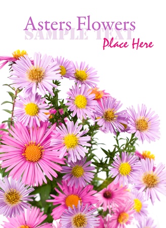 bouquet of asters on a white backgroundの写真素材