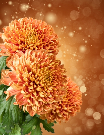 dahlia flower on a  background with lightsの写真素材
