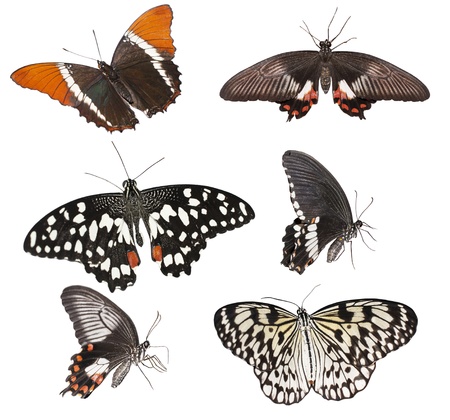 set of  butterflies isolated on a white backgroundの写真素材