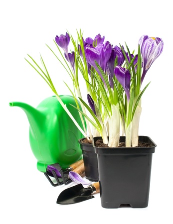 crocuses in a pot with garden tools isolated on white
の写真素材