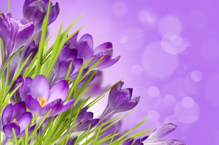 floral background with crocusesの写真素材
