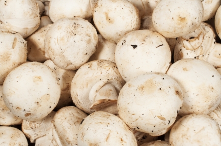 background with raw mushrooms close-up
の写真素材