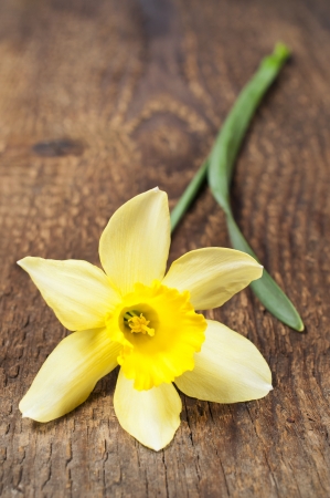 single yellow daffodil on a wooden background
の写真素材