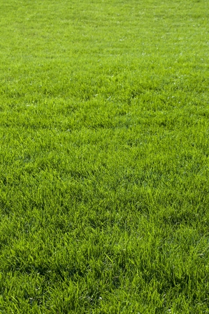 Green grass background texture.の写真素材