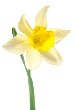 single daffodil isolated on white
の写真素材