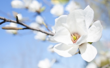 White magnolia flower against the sky close-upの写真素材