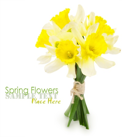 bunch of daffodils isolated on white
の写真素材
