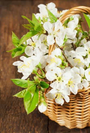 bouquet of cherry in a basket on woodenの写真素材