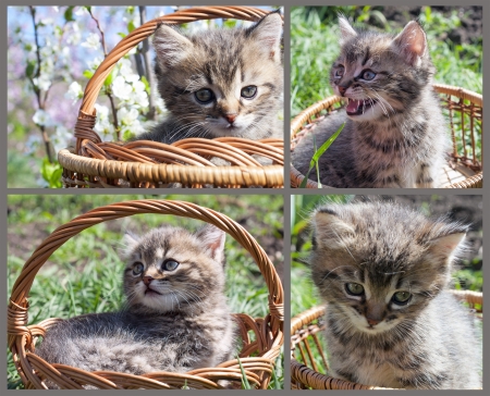 set with gray tabby kitten in a basket outdoorの写真素材