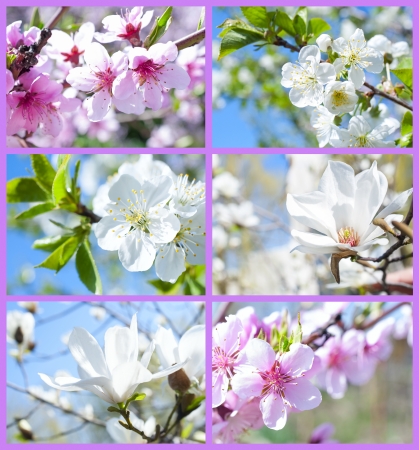 a set of images with blooming trees close-up
の写真素材