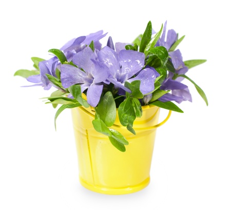bouquet of blue wild flowers in yellow bucket isolated on whiteの写真素材