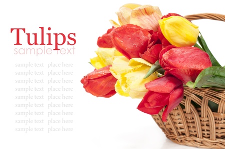 Red and yellow tulips in a basket on white
の写真素材