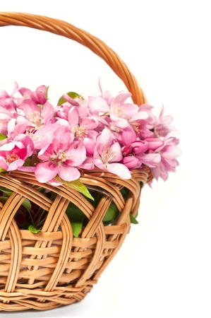 basket with pink spring flowers isolated on whiteの写真素材