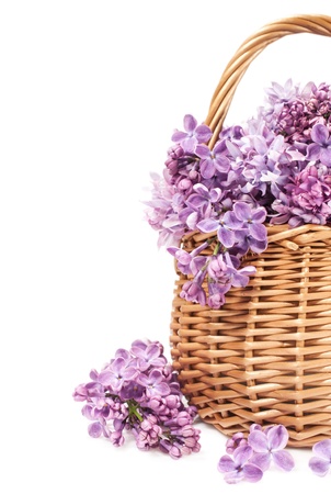  bouquet of lilac flowers in a wicker basket on a white background
の写真素材