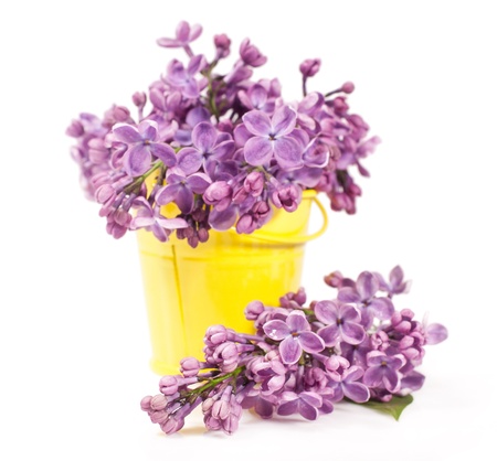 bouquet of lilac in a yellow bucket isolated on white
の写真素材