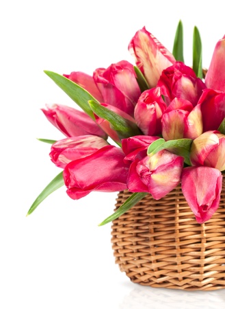 Red tulips in a wicker basket isolated on whiteの写真素材