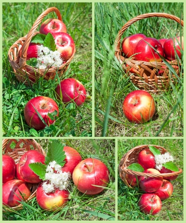 set of images of apples in a basket on the grassの写真素材