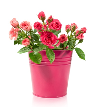 bouquet of roses in a bucket isolated on whiteの写真素材