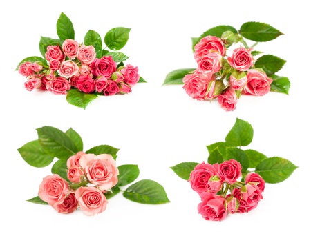 set of roses isolated on whiteの写真素材