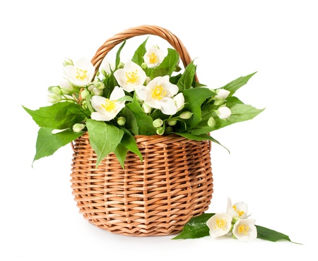 blooming jasmine in a wicker basket isolated on whiteの写真素材