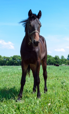 young bay stallion in a meadowの写真素材